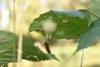 330732 – Photo : Numayta – France (68)